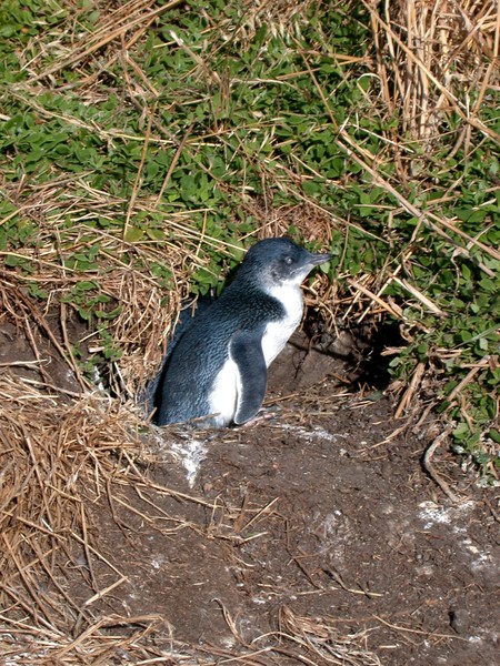 Fairy Penguin